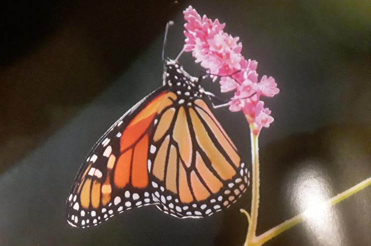 The Monarch butterfly could disappear in 30 years.